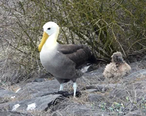 Albatro Galapagos Inseln