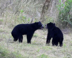 Brillenbär - Pimampiro Ecuador