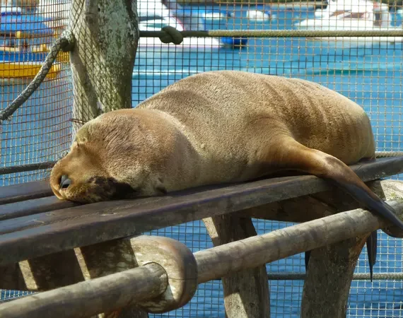Seelöwe auf Galapagos auf einer Bank