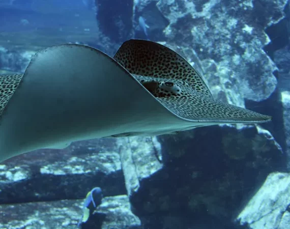 Stachelrochen im Meer bei Galapagos