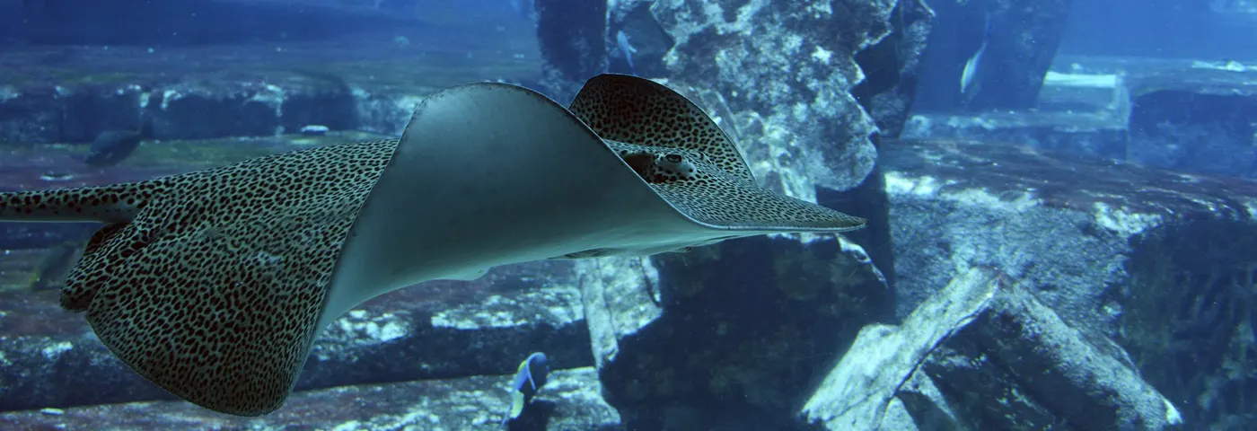 Stachelrochen im Meer bei Galapagos