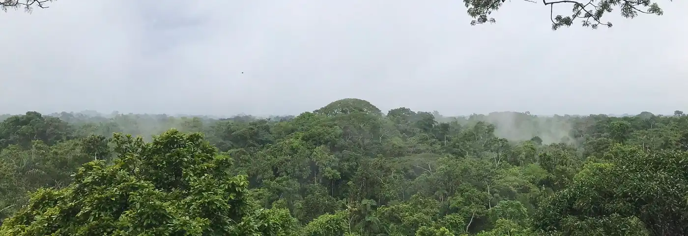 Blick über den Regenwald des Yasuni Nsationalparks