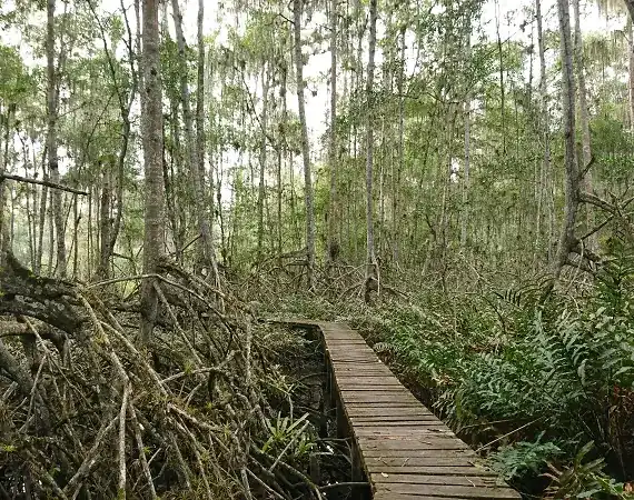 Weg durch die Reserva Majagua