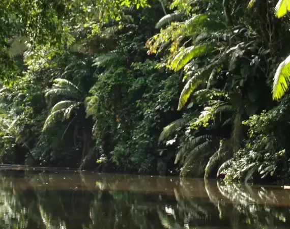 Fluss im Yasuni Nationalpark