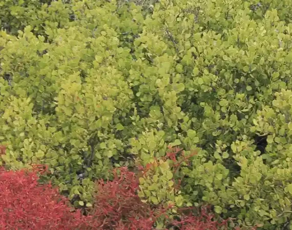 Typische Vegetation auf der Galapagos Insel Plaza