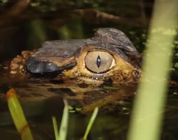 Kaiman im Yasuni Nationalpark