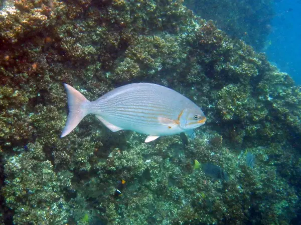 Bei einem Tauchgang bei Fernandina können sie die Unterwasserwelt der Galapagos Inseln bestaunen