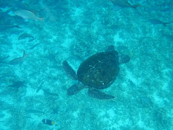 schwimmende Meeresschildkröte im Pazifik um Galapagos