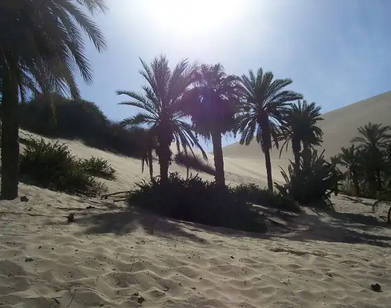 sinkende Sonne und Palmen bei Huacachina