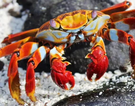 Rote Klippenkrabbe an einem Strand auf Galapagos