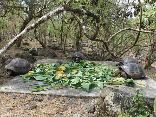 Schildkrötenstation-Asylum-of-Peace