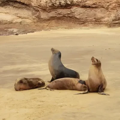 Seelöwen am Besucherort Pitt Point
