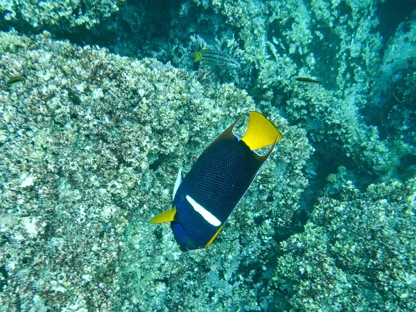 bunter Fisch bei Galapagos