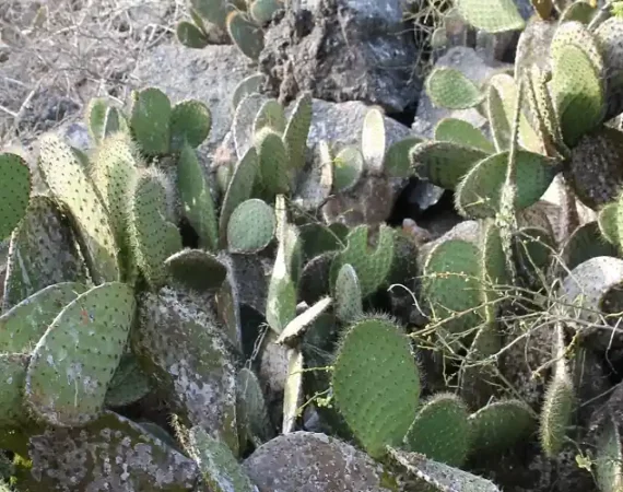 Kakteen aus der Nähe auf Galapagos