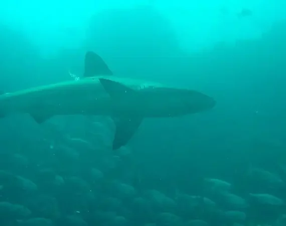 Weißspitzenriffhai im Ozean bei den Galapagos Inseln