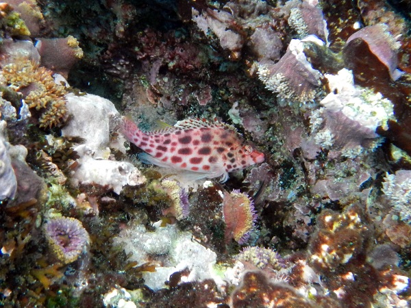 Leopardenfisch im Meer bei Galapagos