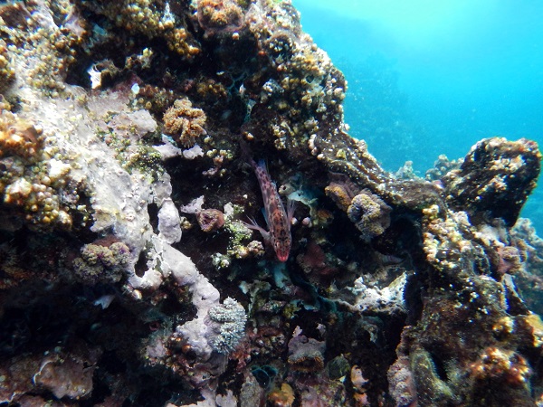 Riff mit Fischen bei Galapagos