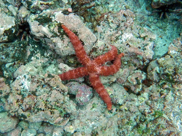 Seestern auf dem Meeresgrund bei den Galapagos Inseln