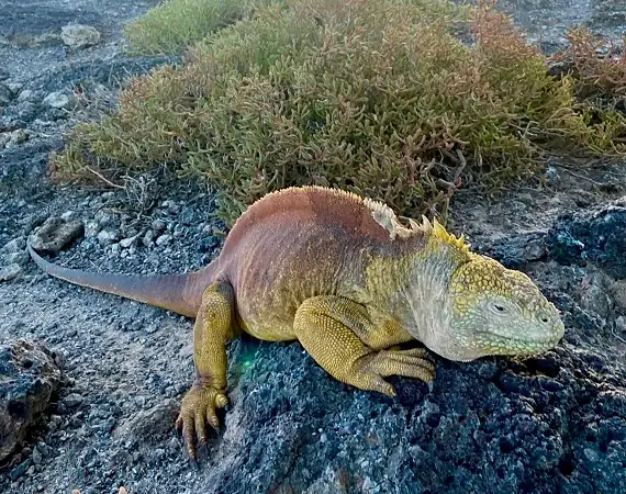 Land Leguan auf der Insel South Plaza