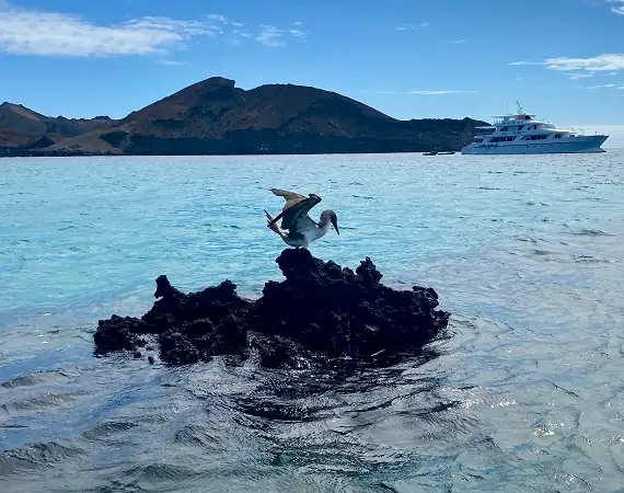 Meeresvogel auf einem Felsen mit der Insel Bartolome im Hintergrund