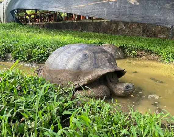 Riesenschildkröte im El Chato reservat auf Santa Cruz