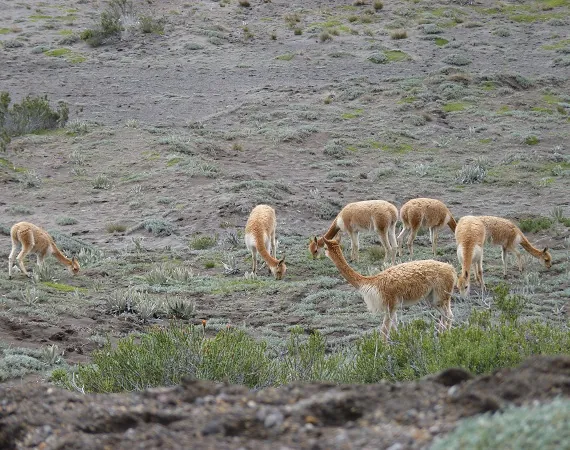 Vicuñas am Chimborazo