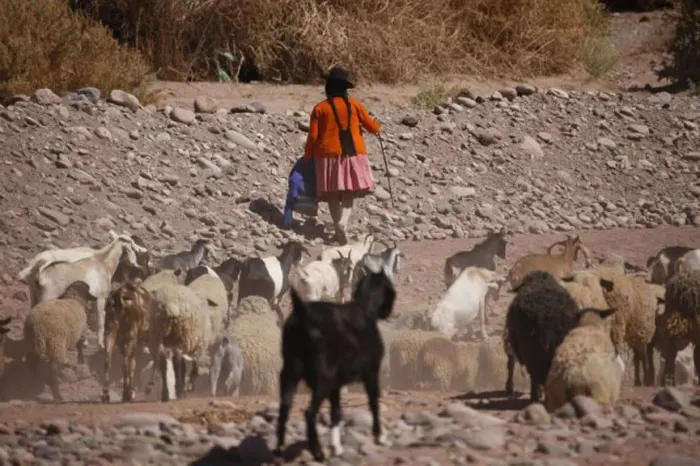 Atacamena