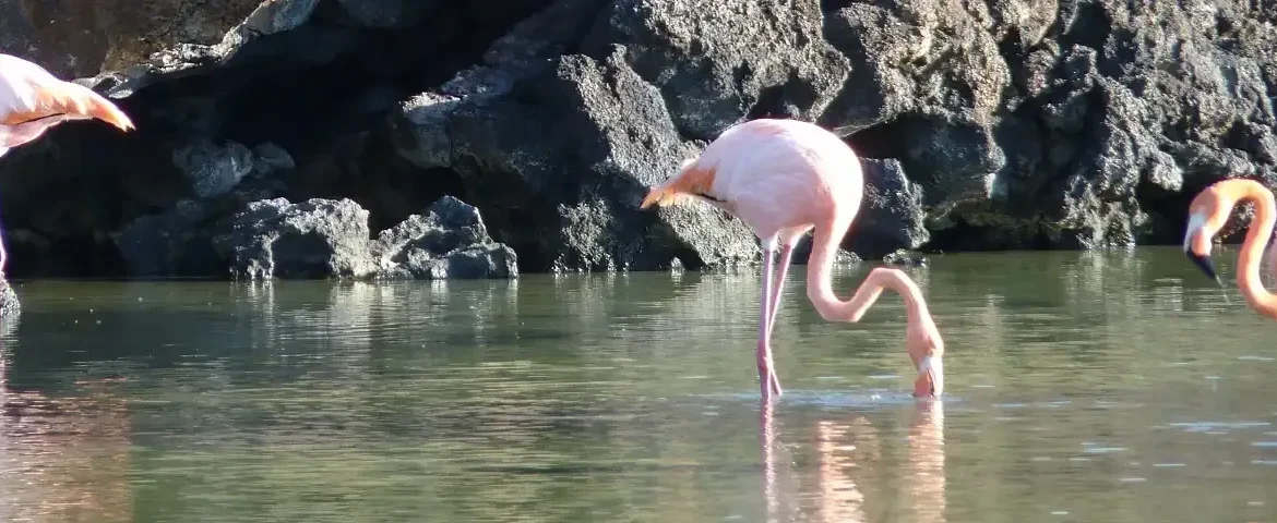 Bachas Beach Santa Cruz Flamingos banner
