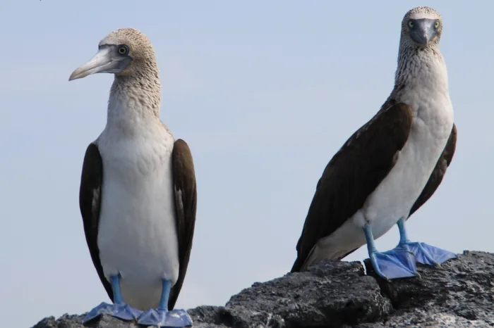Blaufußtölpel Galapagos
