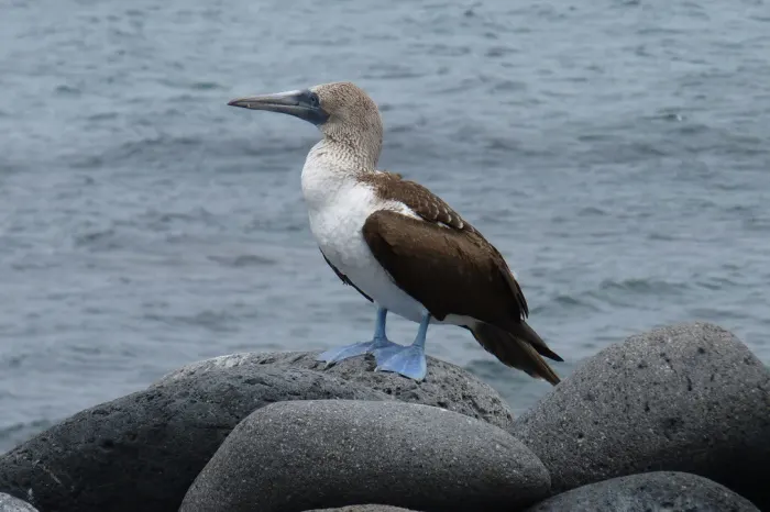 Blaufußtölpel Nord Seymour Galapagos