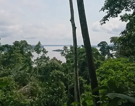 Blick aus dem Wald heraus über den Napo Fluss