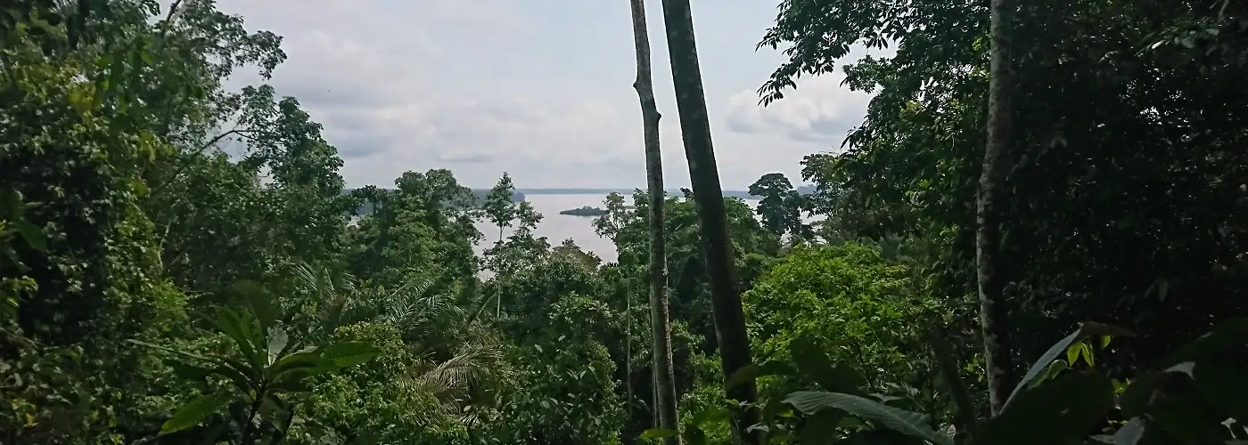 Blick aus dem Wald heraus über den Napo Fluss