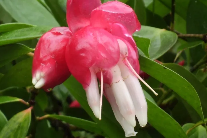 Blüte Nebelwald Mindo