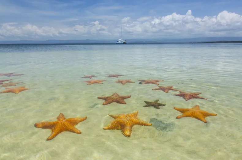 Panama Seesterne