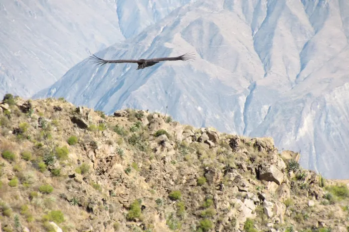 Condor Colca