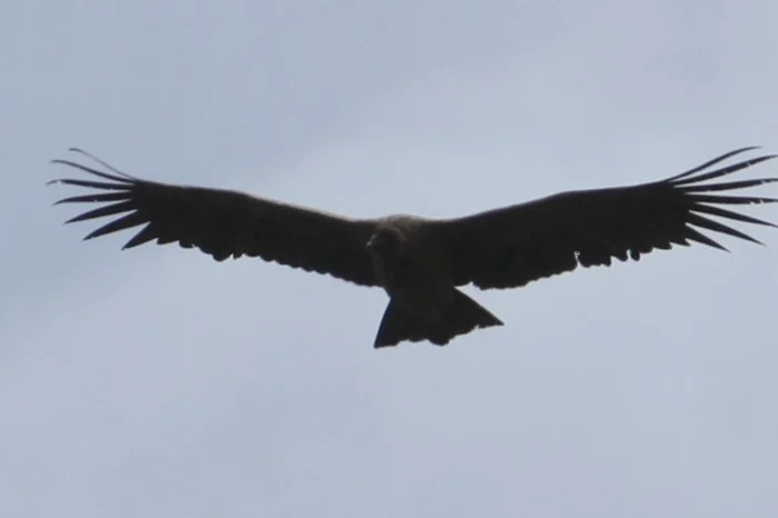 Condor Ecuador