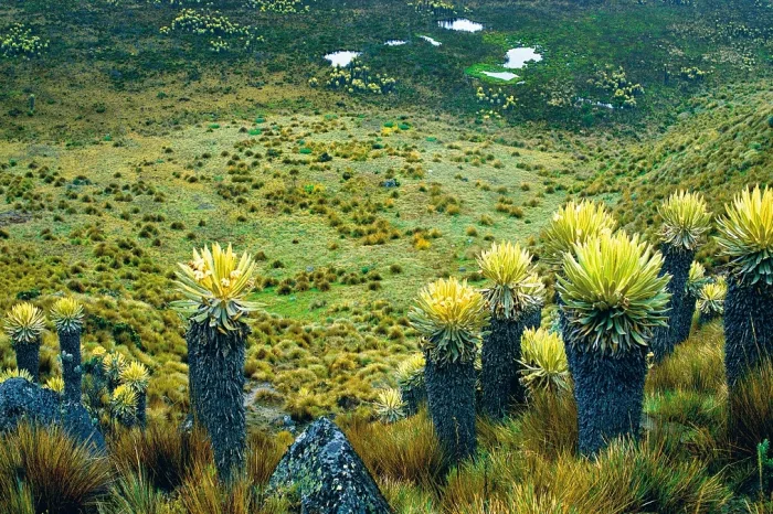 Frailejones