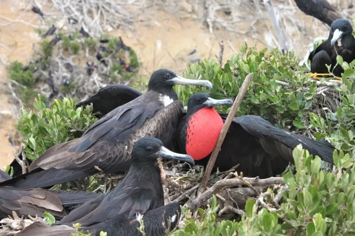 Fregattvögel