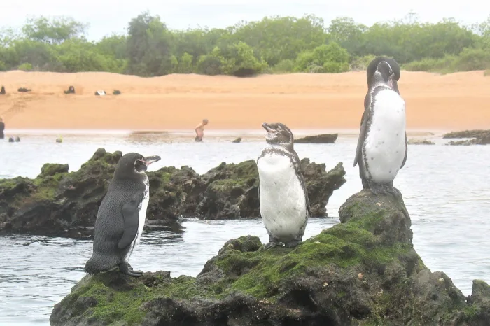 Galapagos Bartolome Pinguine