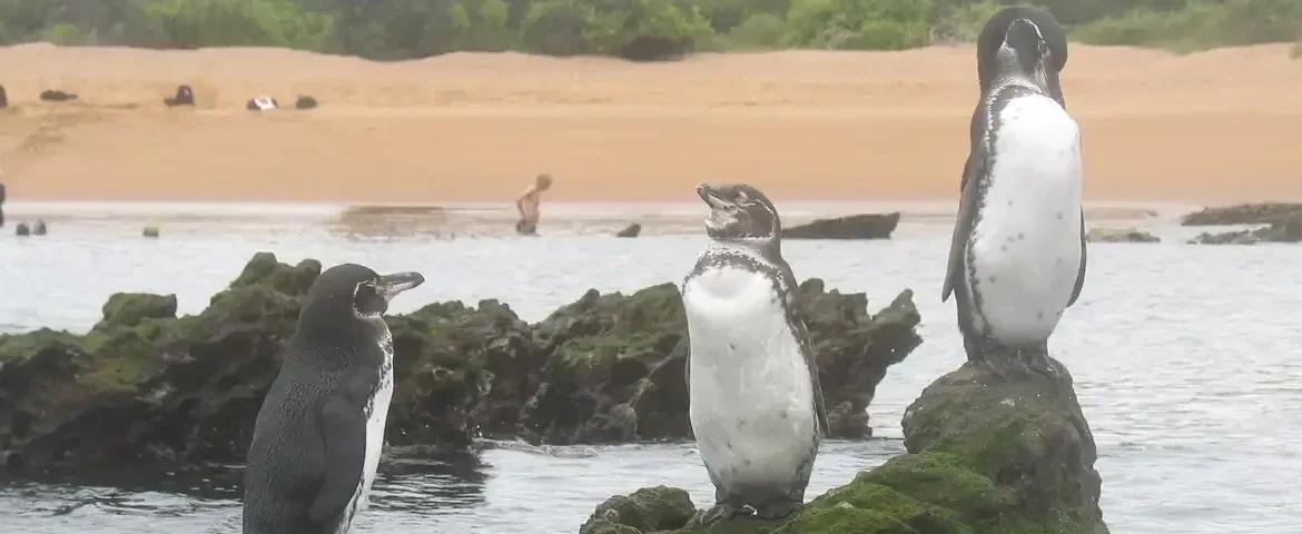 Galapagos Insel Bartolome Pinguine banner