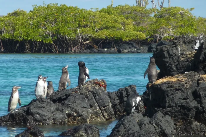 Galapagos Pinguine