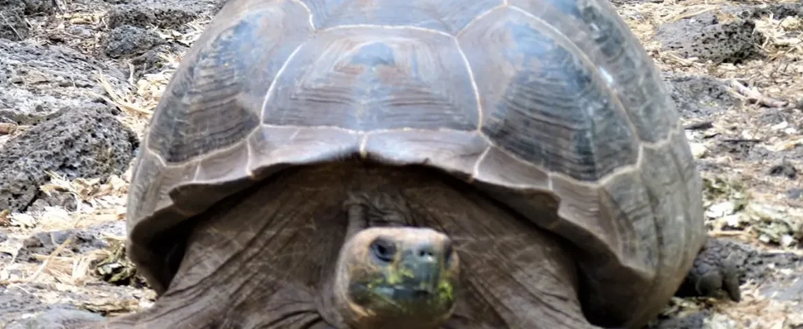 Galapagos Riesenschildkröte banner