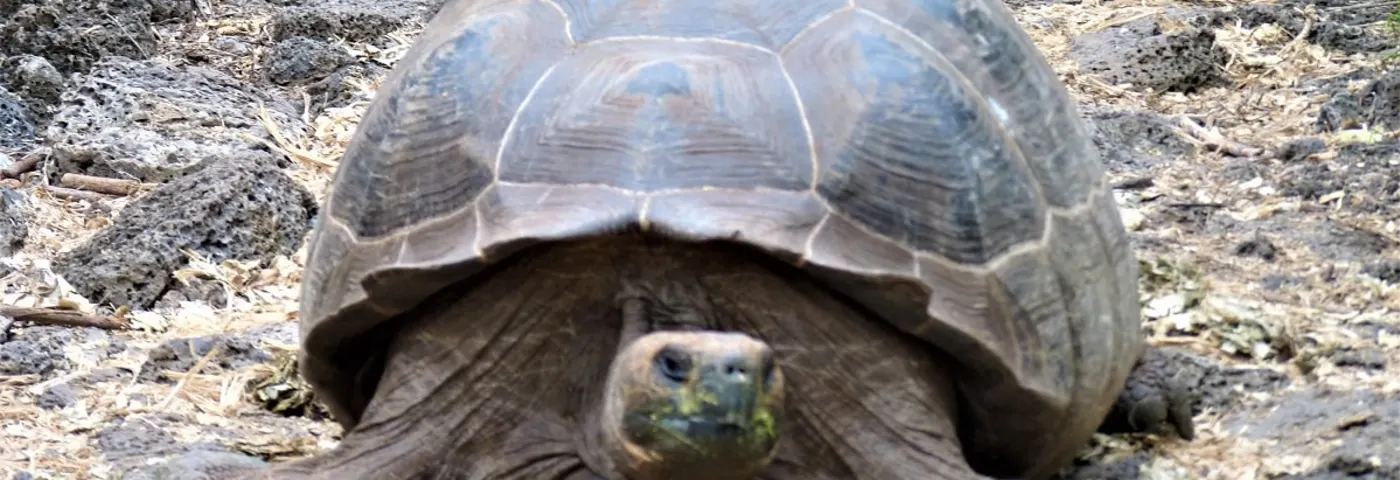 Galapagos Riesenschildkröte banner