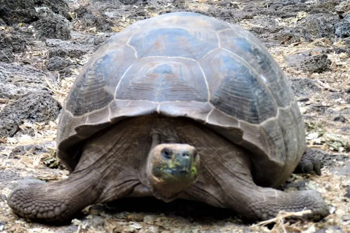 Galapagos Riesenschildkröte