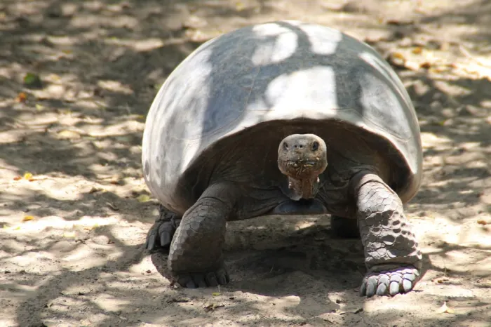 Galapagos Riesenschildkröte