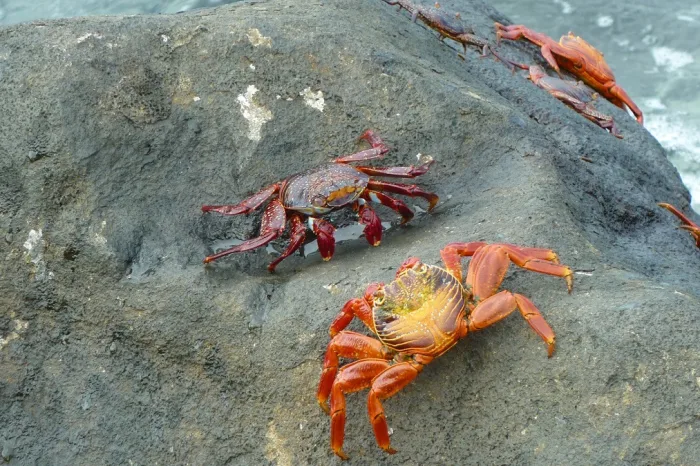 Galapagos Rote Klippenkrabben