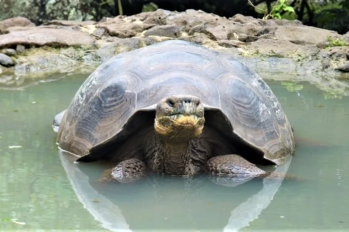 Galapaguera San Cristobal