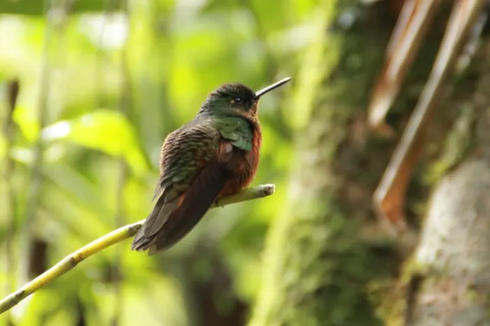 Kolibri Nebelwald
