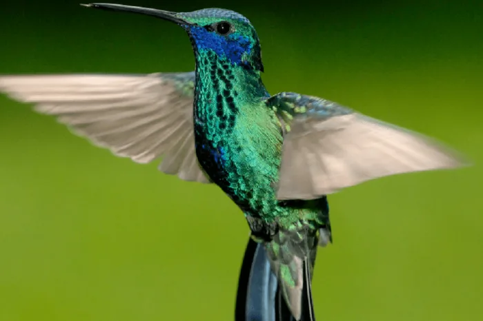 Kolibri