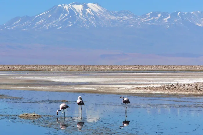 Lagunas Altiplanicas chile